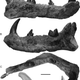 The mandible fossils of the “lion” Simbakubwa kutokaafrika compared with a Panthera leo mandible for comparison